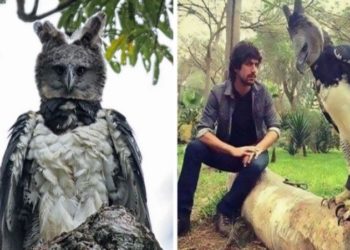 Το σπάνιο, τεράστιο πουλί που όσοι το βλέπουν πιστεύουν ο,τι είναι μεταμφιεσμένος άνθρωπος[photos]