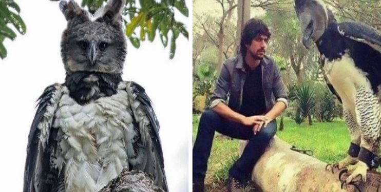 Το σπάνιο, τεράστιο πουλί που όσοι το βλέπουν πιστεύουν ο,τι είναι μεταμφιεσμένος άνθρωπος[photos]