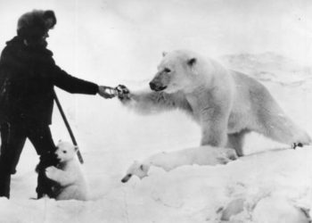 Ο άνδρας ταΐζει την πολική αρκούδα ενώ το μικρό της τον αγκαλιάζει με τρυφερότητα-Η συγκινητική περιπέτεια της «Μαρίας Μιχαήλοβα» και της «Μάσα»