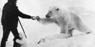 Alldaynews.gr Ο άνδρας ταΐζει την πολική αρκούδα ενώ το μικρό της τον αγκαλιάζει με τρυφερότητα-Η συγκινητική περιπέτεια της «Μαρίας Μιχαήλοβα» και της «Μάσα»