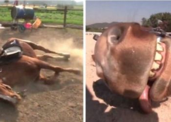 Άλογο για Όσκαρ: Όποτε πάει να το καβαλήσει κάποιος, κάνει ότι πεθαίνει (vid)