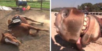 Άλογο για Όσκαρ: Όποτε πάει να το καβαλήσει κάποιος, κάνει ότι πεθαίνει (vid)