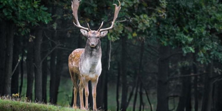 Alldaynews.gr ΗΠΑ: Ασθένεια μετατρέπει τα ελάφια σε ζόμπι -Φόβοι για μετάδοση στον άνθρωπο