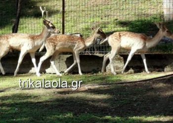 Τρίκαλα: Νεκρά δύο ελάφια στον ζωολογικό κήπο – Είχαν μεταφερθεί πρόσφατα από την Αττική (pics, vid)