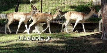 Alldaynews.gr Τρίκαλα: Νεκρά δύο ελάφια στον ζωολογικό κήπο – Είχαν μεταφερθεί πρόσφατα από την Αττική (pics, vid)