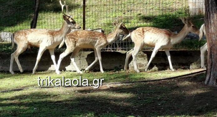 Alldaynews.gr Τρίκαλα: Νεκρά δύο ελάφια στον ζωολογικό κήπο – Είχαν μεταφερθεί πρόσφατα από την Αττική (pics, vid)