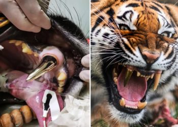 Έβαλαν χρυσό δόντι σε τίγρη επειδή έσπασε το δικό της