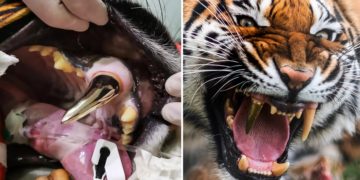 Έβαλαν χρυσό δόντι σε τίγρη επειδή έσπασε το δικό της