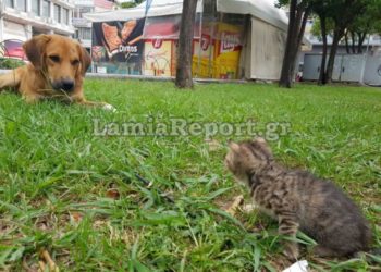 Λαμία: Έριχναν το νεογέννητο γατάκι στο σκύλο να το φάει (pics, video)