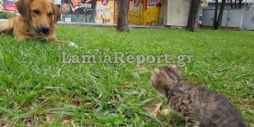 Alldaynews.gr Λαμία: Έριχναν το νεογέννητο γατάκι στο σκύλο να το φάει (pics, video)