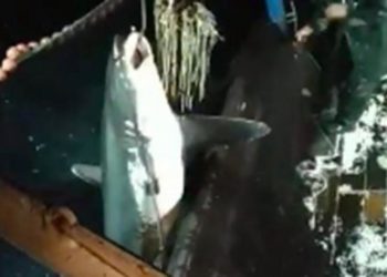 Καβάλα: Ψάρεψαν καρχαρία-αλεπού 2 μέτρων και 200 κιλών (vid)