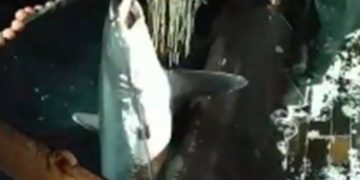 Καβάλα: Ψάρεψαν καρχαρία-αλεπού 2 μέτρων και 200 κιλών (vid)