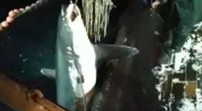 Καβάλα: Ψάρεψαν καρχαρία-αλεπού 2 μέτρων και 200 κιλών (vid)