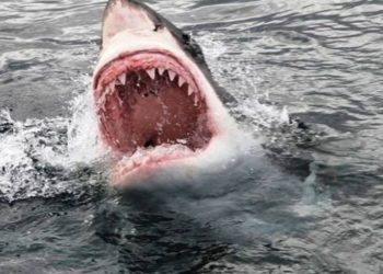 Καρχαρίας κατασπάραξε γυναίκα μπροστά στα μάτια του 6χρονου γιου της