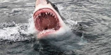 Alldaynews.gr Καρχαρίας κατασπάραξε γυναίκα μπροστά στα μάτια του 6χρονου γιου της