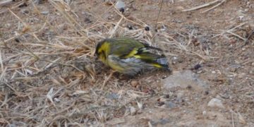 Κρητικός ορνιθολόγος προβλέπει «απογοητευτικό χειμώνα» με βάση την εμφάνιση του πτηνού…. λούγαρου