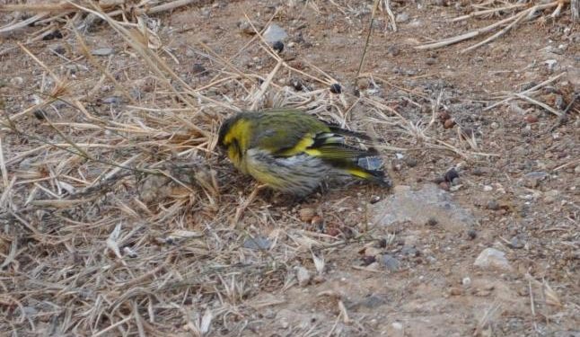 Κρητικός ορνιθολόγος προβλέπει «απογοητευτικό χειμώνα» με βάση την εμφάνιση του πτηνού…. λούγαρου