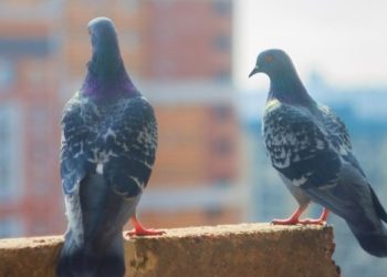 Απίστευτο: Έχετε αναρωτηθεί γιατί δεν βλέπουμε ΠΟΤΕ μωρά περιστέρια;