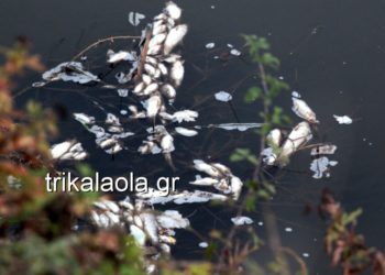 Τεράστια καταστροφή στα Τρίκαλα – Εκατοντάδες νεκρά ψάρια σε παραπόταμο του Πηνειού (pics, vid)