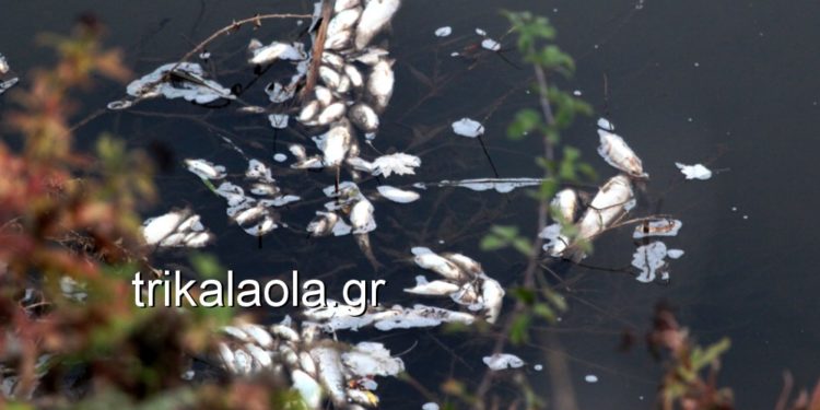 Alldaynews.gr Τεράστια καταστροφή στα Τρίκαλα – Εκατοντάδες νεκρά ψάρια σε παραπόταμο του Πηνειού (pics, vid)