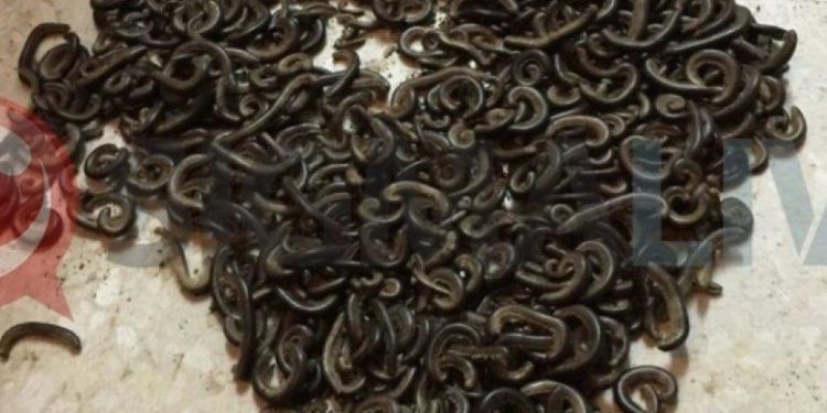 Alldaynews.gr Σκουλήκια γέμισε ένα χωριό των Τρικάλων