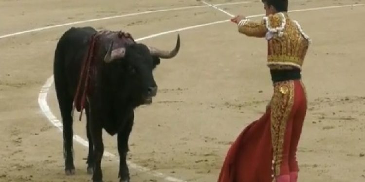 Σοκαριστικό βίντεο με ετοιμοθάνατο ταύρο να καρφώνει με τα κέρατά του ταυρομάχο! (pics, vid)