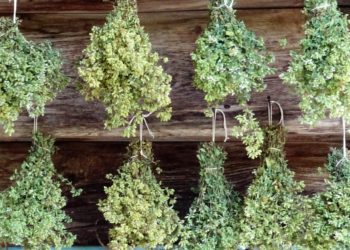 Η ρίγανη για την υγεία μας: Δείτε από τι μας προστατεύει