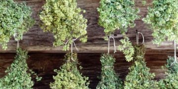 Η ρίγανη για την υγεία μας: Δείτε από τι μας προστατεύει