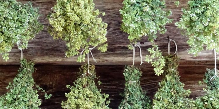 Η ρίγανη για την υγεία μας: Δείτε από τι μας προστατεύει