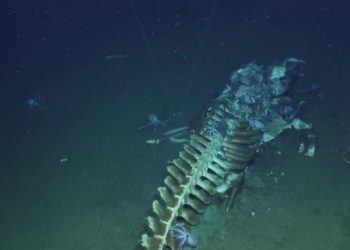 Απίστευτο θέαμα: Δεκάδες βυθόβια πλάσματα «τσιμπολογάνε» σκελετό φάλαινας στα σκοτάδια της αβύσσου! (video)