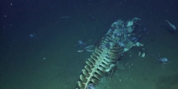 Alldaynews.gr Απίστευτο θέαμα: Δεκάδες βυθόβια πλάσματα «τσιμπολογάνε» σκελετό φάλαινας στα σκοτάδια της αβύσσου! (video)