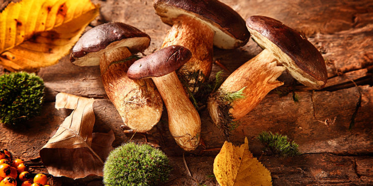 Alldaynews.gr Το αντικαρκινικό τρόφιμο που ενεργοποιεί το ανοσοποιητικό σύστημα