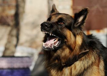 Alldaynews.gr Κρήτη: Σκύλος δάγκωσε δίδυμα στο Ηράκλειο