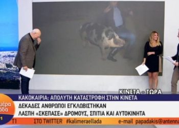 Θηλυκό γουρούνι κυνηγά τον ρεπόρτερ του Παπαδάκη στον αέρα – Τον δαγκώνει και ουρλιάζει