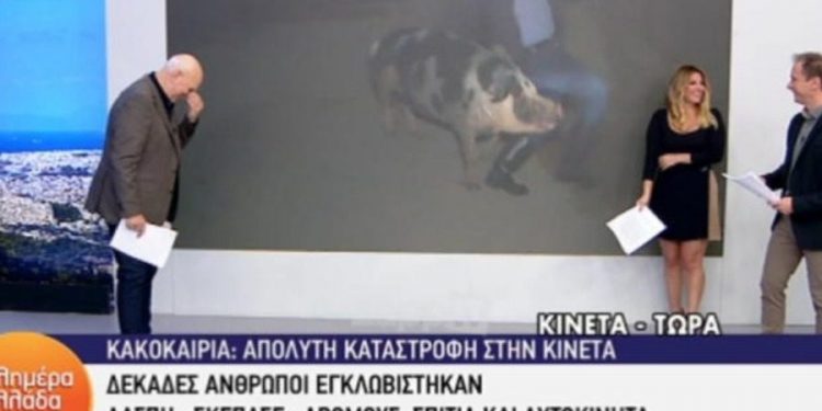 Θηλυκό γουρούνι κυνηγά τον ρεπόρτερ του Παπαδάκη στον αέρα – Τον δαγκώνει και ουρλιάζει