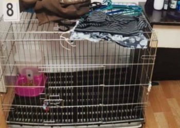 Είχαν κλείσει το 5χρονο παιδί τους σε κλουβί γάτας και το σκότωσαν ρίχνοντάς του καυτό νερό