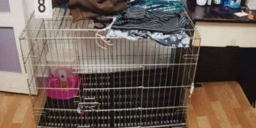 Alldaynews.gr Είχαν κλείσει το 5χρονο παιδί τους σε κλουβί γάτας και το σκότωσαν ρίχνοντάς του καυτό νερό