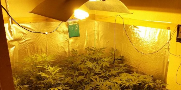 Alldaynews.gr Βέροια: 33χρονος έστησε “εργαστήριο” υδροπονικής καλλιέργειας κάνναβης στο σπίτι του (pics)