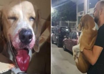 Λαμία:  Συγκινεί ο σκύλος που χτυπήθηκε από αυτοκίνητο και έμεινε τυφλός!