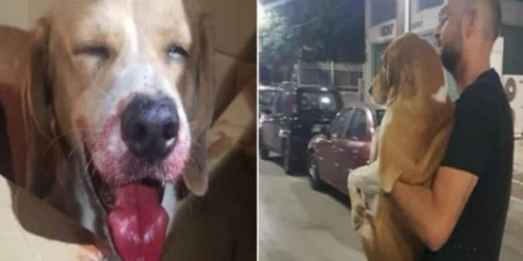 Alldaynews.gr Λαμία:  Συγκινεί ο σκύλος που χτυπήθηκε από αυτοκίνητο και έμεινε τυφλός!