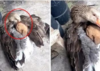 Χήνα σώζει κουταβάκι από το κρύο ζεσταίνοντάς το κάτω από τα φτερά της