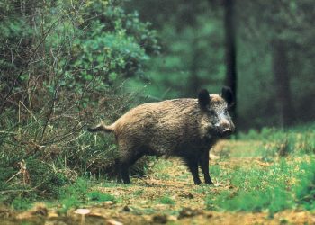 agrioxoiros-αγριόχοιρος-αγριογούρουνο