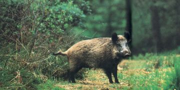 agrioxoiros-αγριόχοιρος-αγριογούρουνο