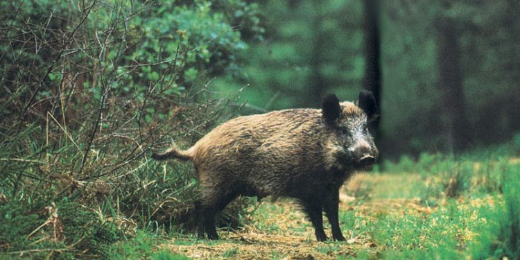 agrioxoiros-αγριόχοιρος-αγριογούρουνο