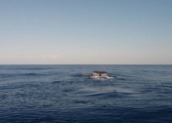 Νεκρή φάλαινα ξεβράστηκε στην Κερατέα (Video)