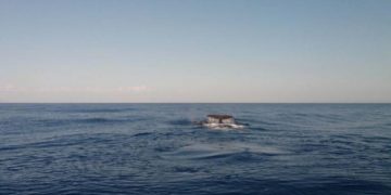 Νεκρή φάλαινα ξεβράστηκε στην Κερατέα (Video)