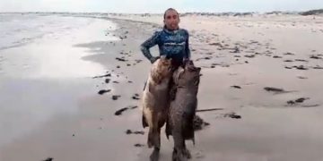 Alldaynews.gr Ο Έλληνας ψαροντουφεκάς με το ρεκόρ τσιπούρας ξαναχτύπησε: Δείτε τι έβγαλε στο Μεξικό