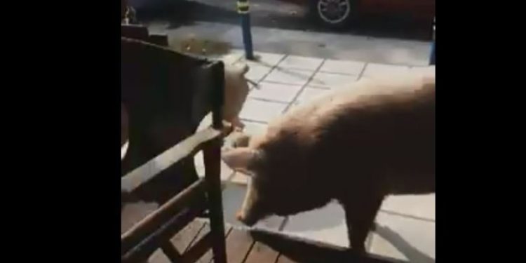 Alldaynews.gr Γουρούνια προσπάθησαν να εισβάλλουν σε καφετέρια στη Θεσσαλονίκης (vid)