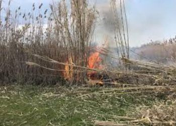 Αγρότης «πάγωσε» όταν έμαθε το πρόστιμο που «έφαγε» επειδή έκαψε σιτοκαλαμιές στο χωράφι του!