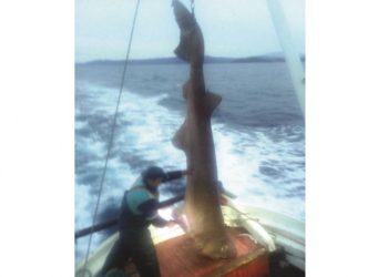 Μετά από 40 χρόνια στη θάλασσα έπιασε ένα ψάρι 400 κιλών – Η σπάνια απόφαση του ψαρά (pics)